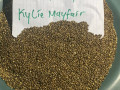 seeds-available-for-sale-small-1