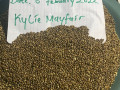 seeds-available-for-sale-small-3