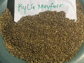 seeds-available-for-sale-small-0