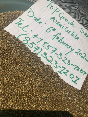 cannabis-beans-seeds-for-sale-big-2