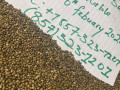 quality-beans-seed-for-sale-small-3