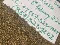 quality-beans-seed-for-sale-small-2