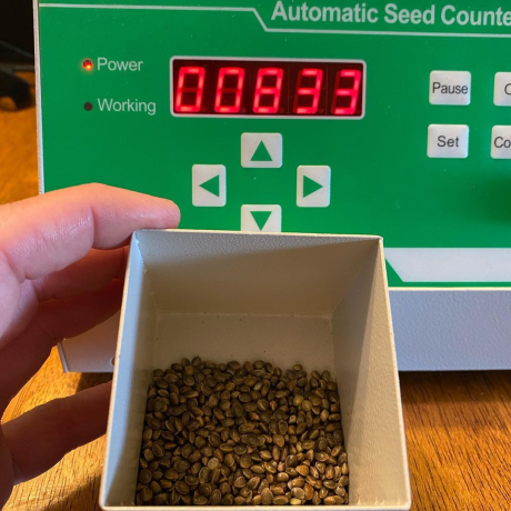 auto-ferminized-cannabis-seeds-big-2