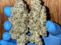 buy-top-grade-medical-marijuana-and-cannabis-small-2
