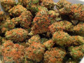 top-new-strains-for-sale-small-0