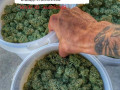 100-top-quality-strains-and-cannabis-oil-small-0