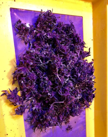 purple-kush-marijuana-big-2