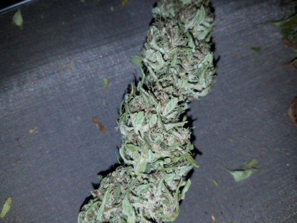 nepali-queen-marijuana-big-0