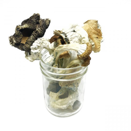 magic-mushrooms-amazon-cubensis-for-sale-big-0
