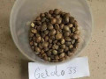 gelato-33-seed-small-0