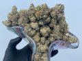 medical-marijuana-greenhouse-small-3