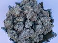 medical-marijuana-greenhouse-small-4