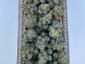medical-marijuana-greenhouse-small-0