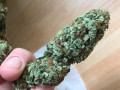 quality-indoor-buds-available-small-0