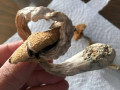 mushroom-small-0