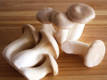 buy-mushrooms-for-sale-personality-small-0