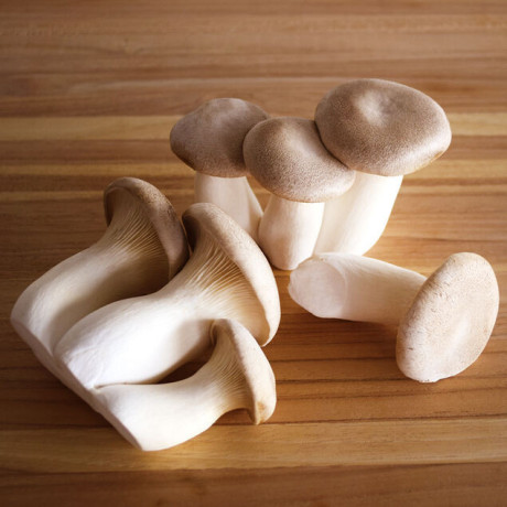 buy-mushrooms-for-sale-personality-big-0