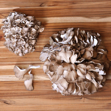 buy-mushrooms-for-sale-near-me-big-0