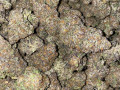 exotic-buds-carts-edibles-etc-at-farm-prices-small-0