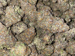 Exotic buds, carts, edibles, etc at farm prices