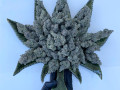 medical-and-greenhouse-cannabis-small-1