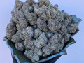 medical-and-greenhouse-cannabis-small-0