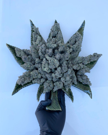 medical-and-greenhouse-cannabis-big-1