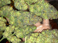 sour-diesel-120-small-1