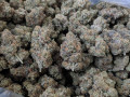 top-quality-buds-small-1