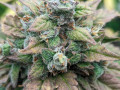 mikes-home-grown-home-town-down-home-weed-small-2