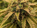 mikes-home-grown-home-town-down-home-weed-small-1