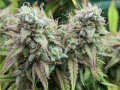 mikes-home-grown-home-town-down-home-weed-small-5