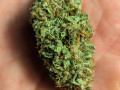 mikes-home-grown-home-town-down-home-weed-small-0