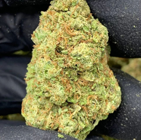 tapin-to-get-best-quality-marijuana-big-0