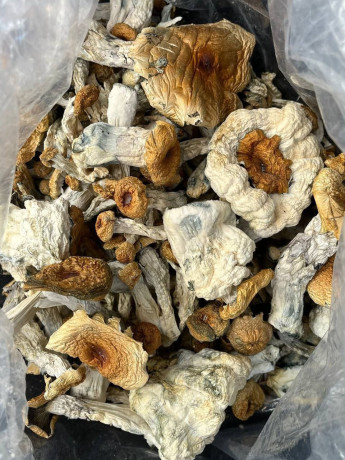 top-quality-medical-mushrooms-for-microdosing-big-0