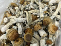 best-top-quality-medical-mushrooms-for-microdosing-small-0