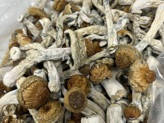 Best top quality medical mushrooms for microdosing