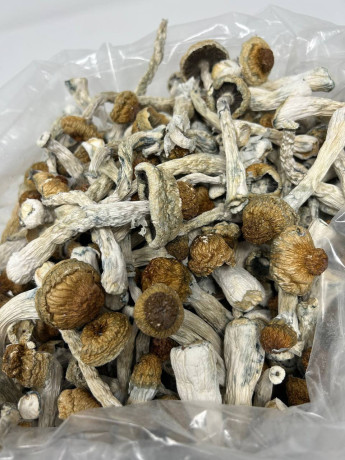 best-top-quality-medical-mushrooms-for-microdosing-big-0