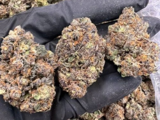 Real Loud Buds available direct Farm deals