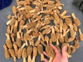 shrooms-small-2
