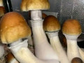 shrooms-small-1