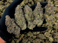 topshelf-bud-strains-available-small-0
