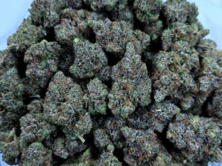 Top best strains available