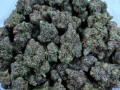 medical-indoors-strains-small-1