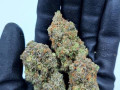medical-indoors-strains-small-3