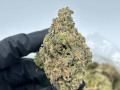 top-grade-medical-marijuana-of-different-strain-small-0