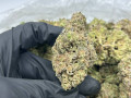 top-grade-medical-marijuana-of-different-strain-small-2