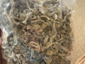 top-quality-gt-shrooms-selling-at-affordable-price-small-0