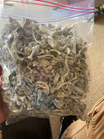 top-quality-gt-shrooms-selling-at-affordable-price-big-0
