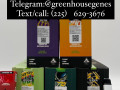 affordable-disposable-2g3g-live-resin-cartridges-small-1
